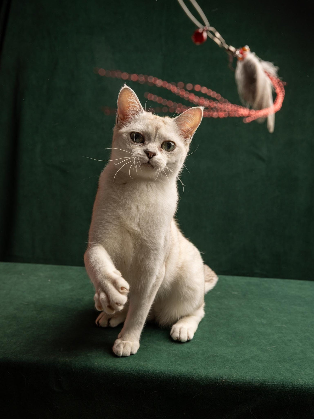 Flying Bug – Cat Teaser Wand with Rabbit Fur & Feathers