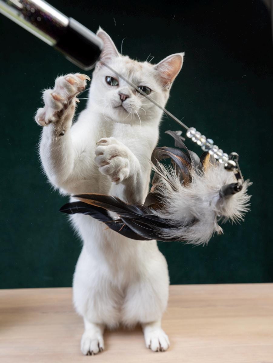 30+20cm Handmade White Feather Cat TOY – Cat Teaser, Pet Gift, Show