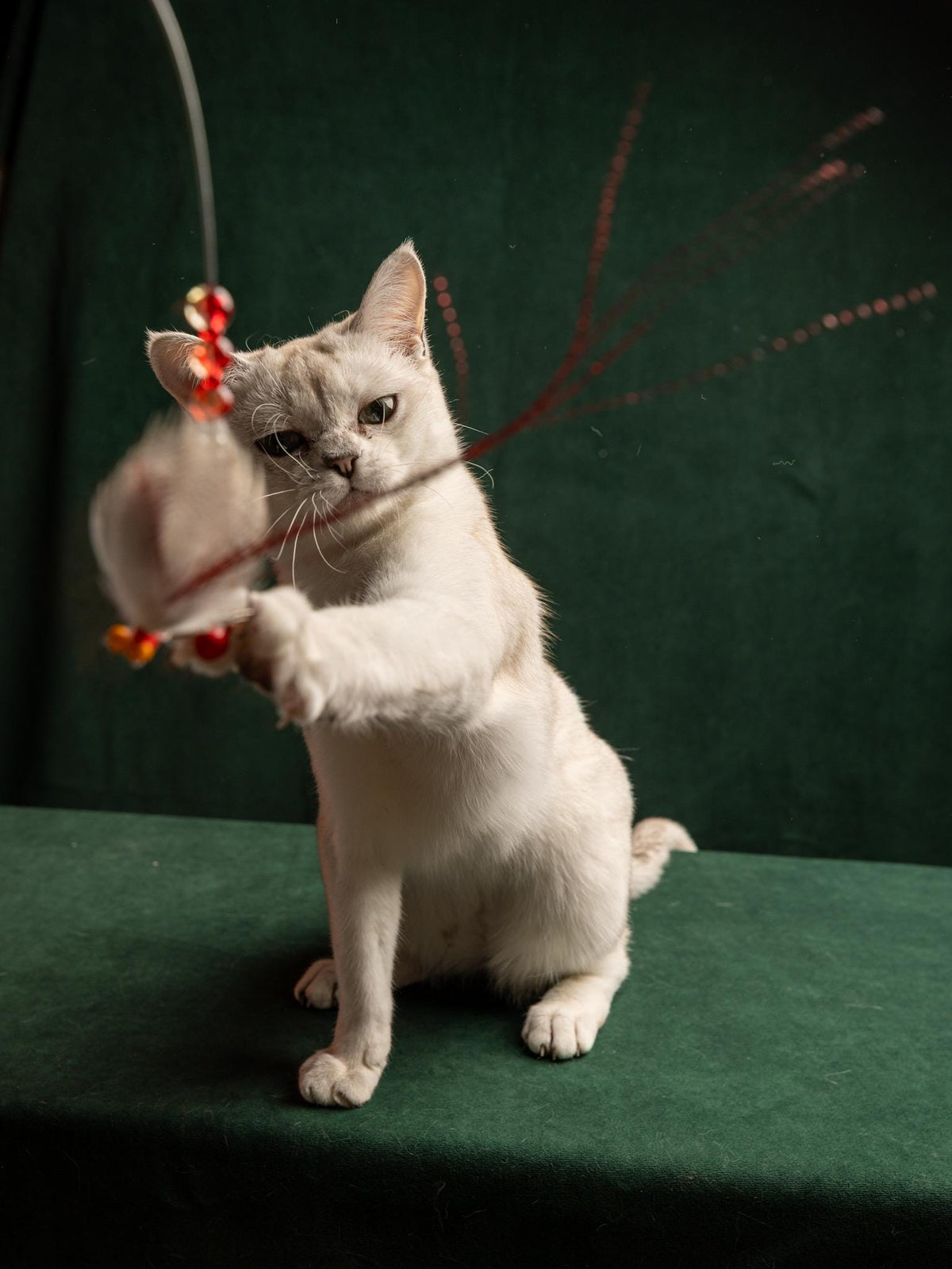 Flying Bug – Cat Teaser Wand with Rabbit Fur & Feathers