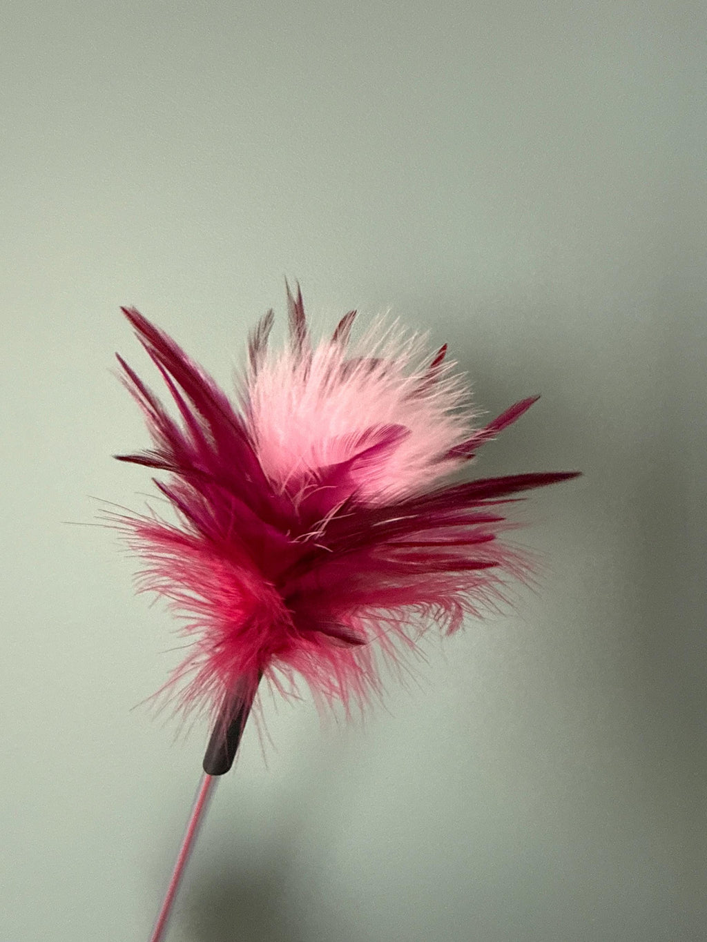 Spinner – Feather Cat Teaser