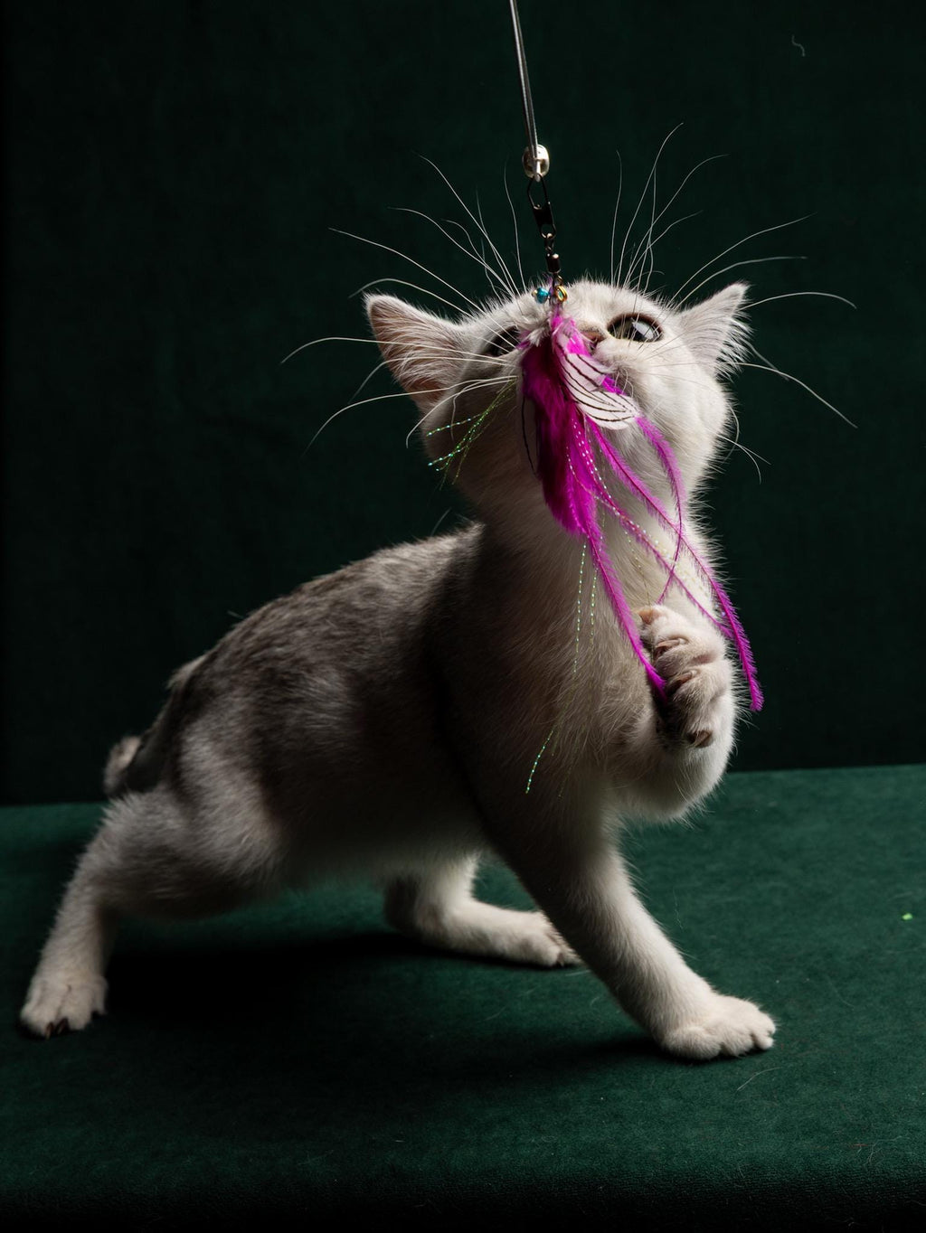 Pink Moth – 30 cm Cat Teaser Wand