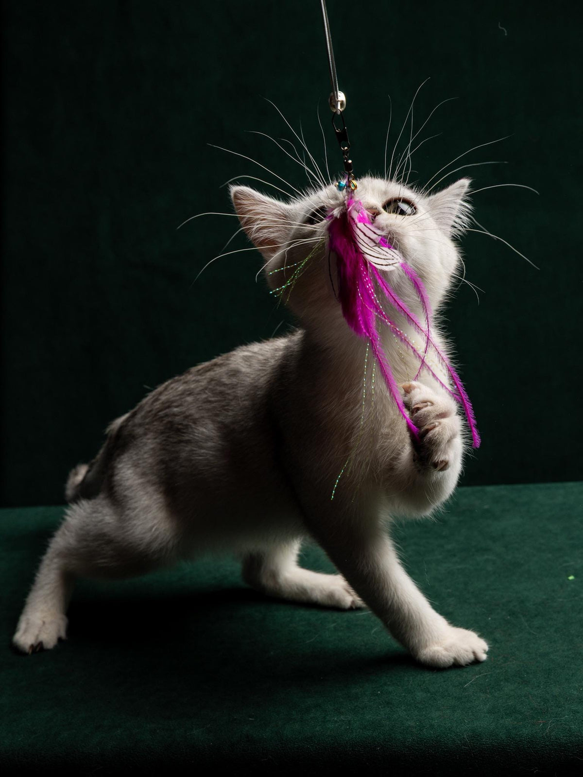 Pink Moth – 30 cm Cat Teaser Wand