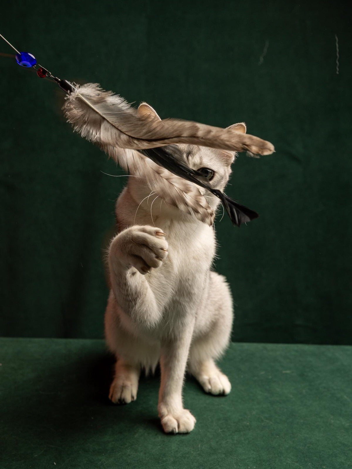 Soft Spinner – 40+35 cm Telescopic Cat Teaser Wand