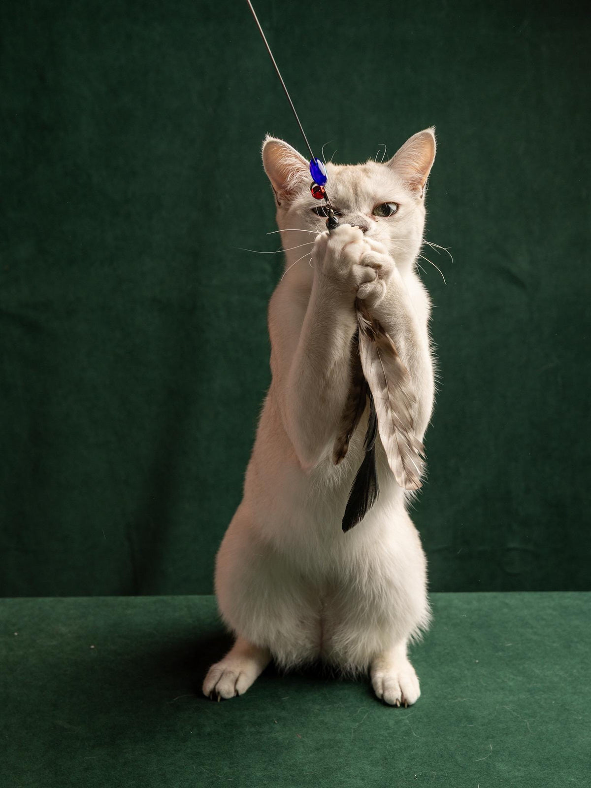 Soft Spinner – 40+35 cm Telescopic Cat Teaser Wand